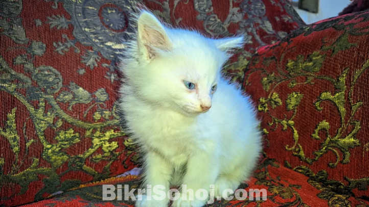 Persian cat mix (blue eye)